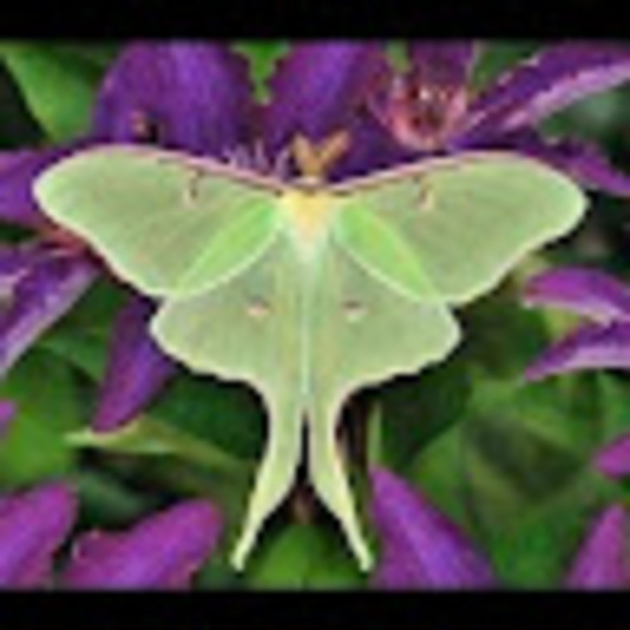 Meet your Posher, Stephanie - Picture 1 of 1